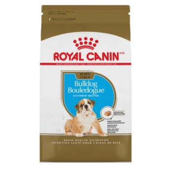royal-bulldog-puppy-1361-kg