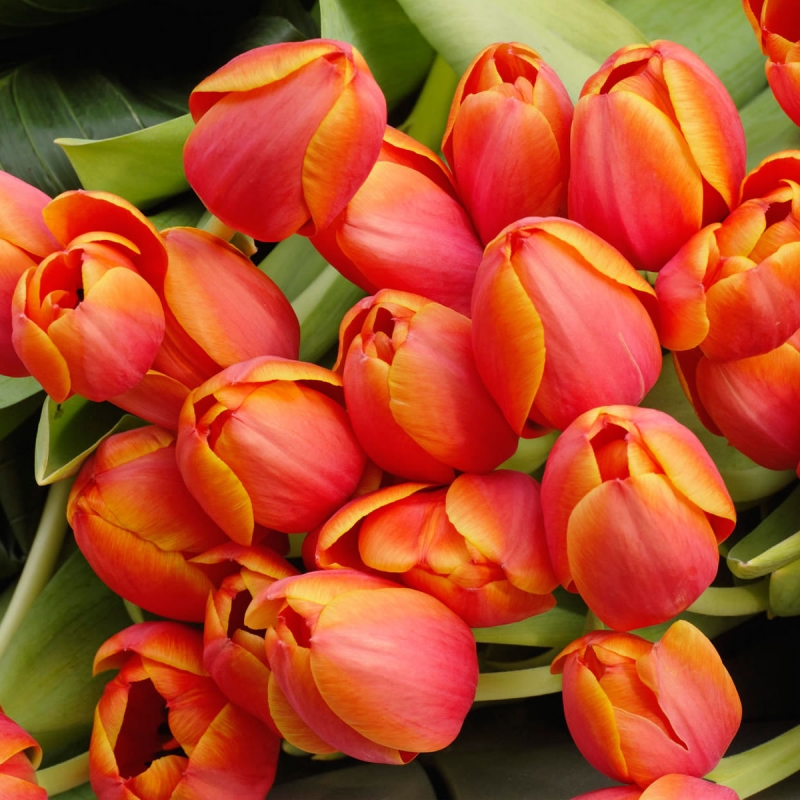 Bouquet Tulipanes - MyStore Xpress - Tienda Demo - Tienda Demo MyStore  Xpress. ¡Vende por Internet!